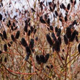 Black Pussy Willow (Gracilistyla Melanostachys)- Boutures de saule en dormances