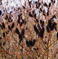 Black Pussy Willow ( Gracilistyla Melanostachys)