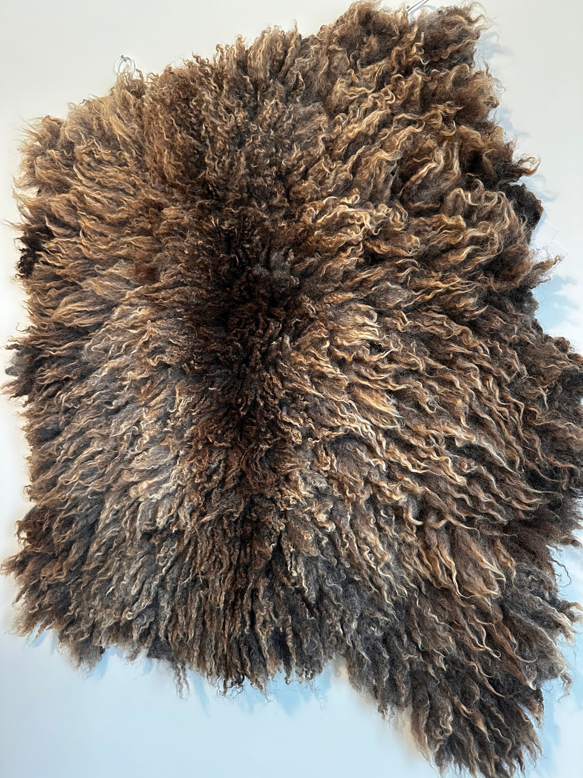 Shetland mix (Brown-M)