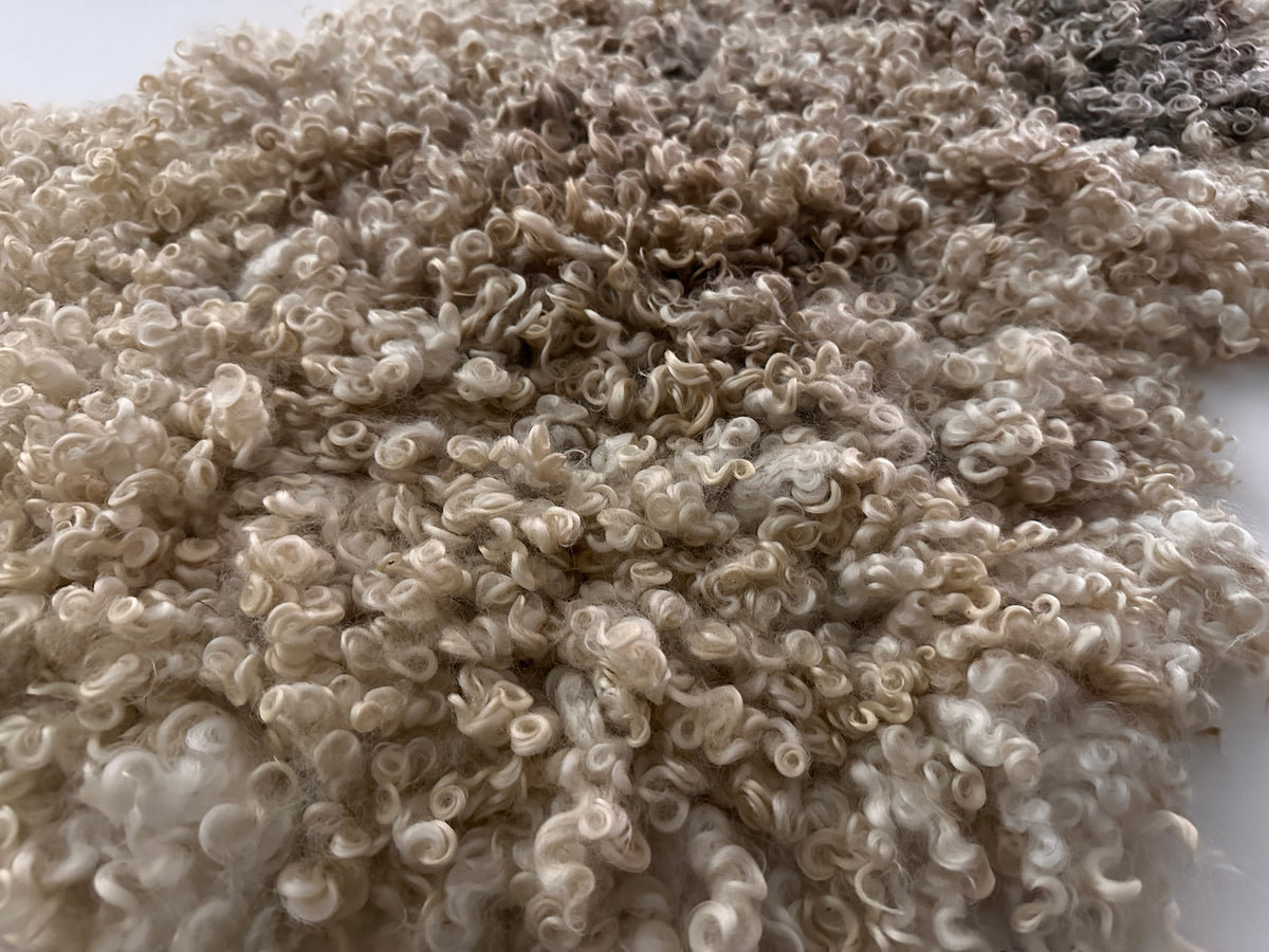 Cotswold (Cream, curly/dense-XL)