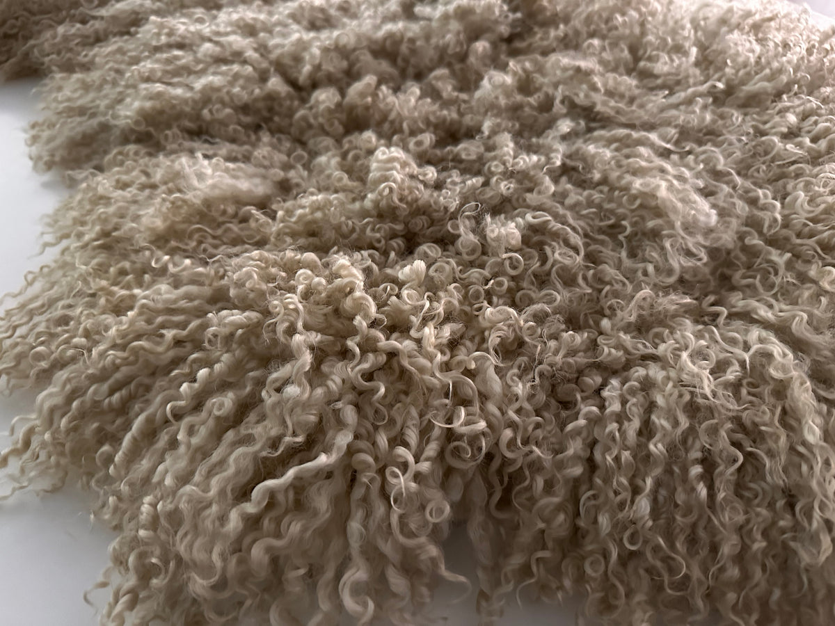 Teeswater (White Ringlets- L)