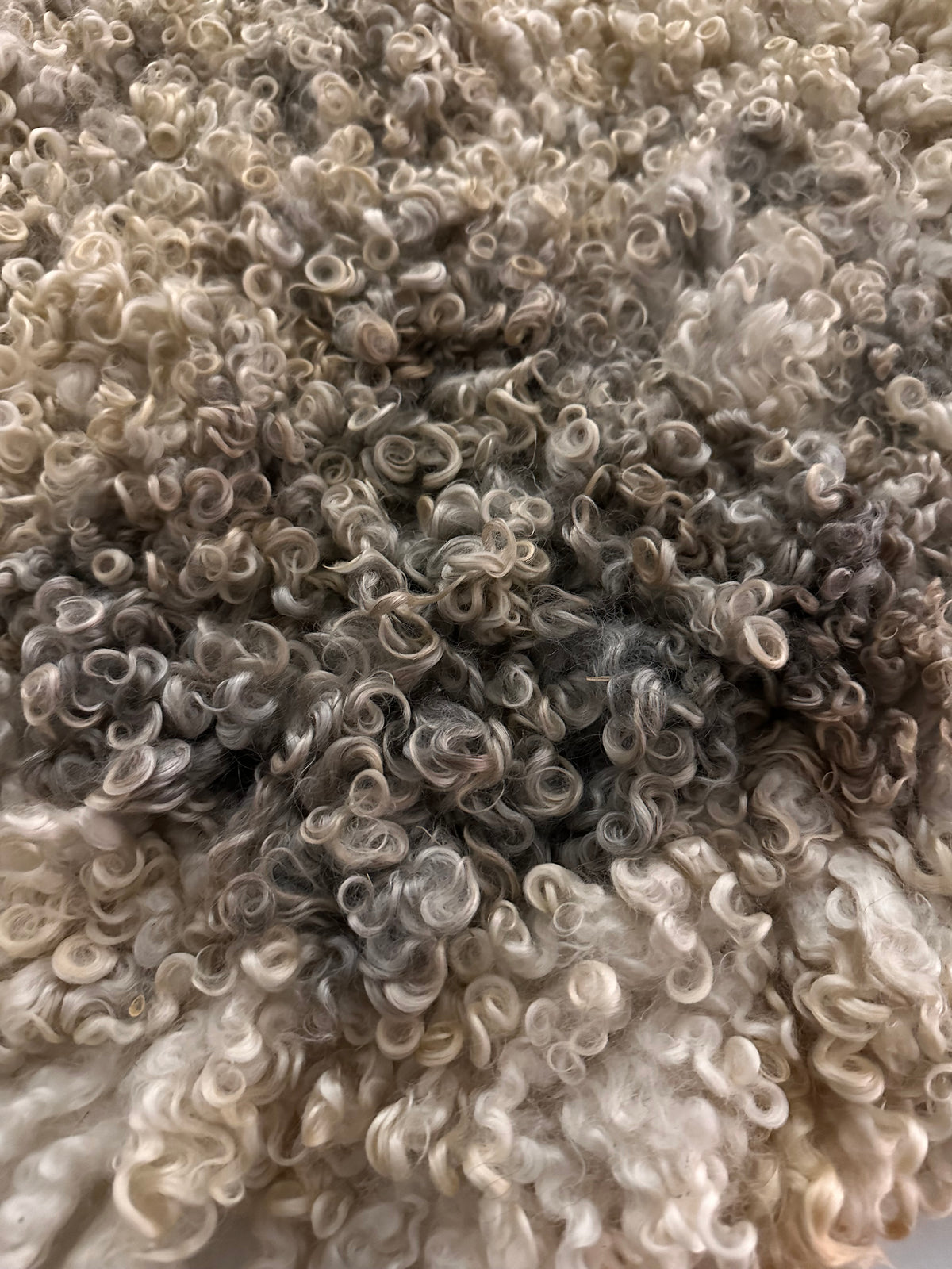 Cotswold (Cream, curly/dense-XL)