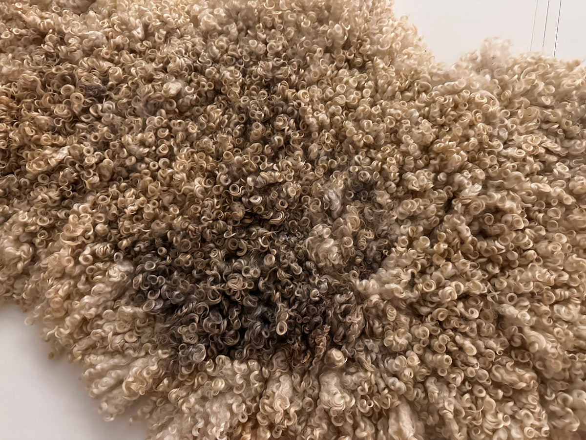 Cotswold (Cream, curly/dense-XL)