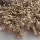 Cotswold (Cream, curly/dense-XL)