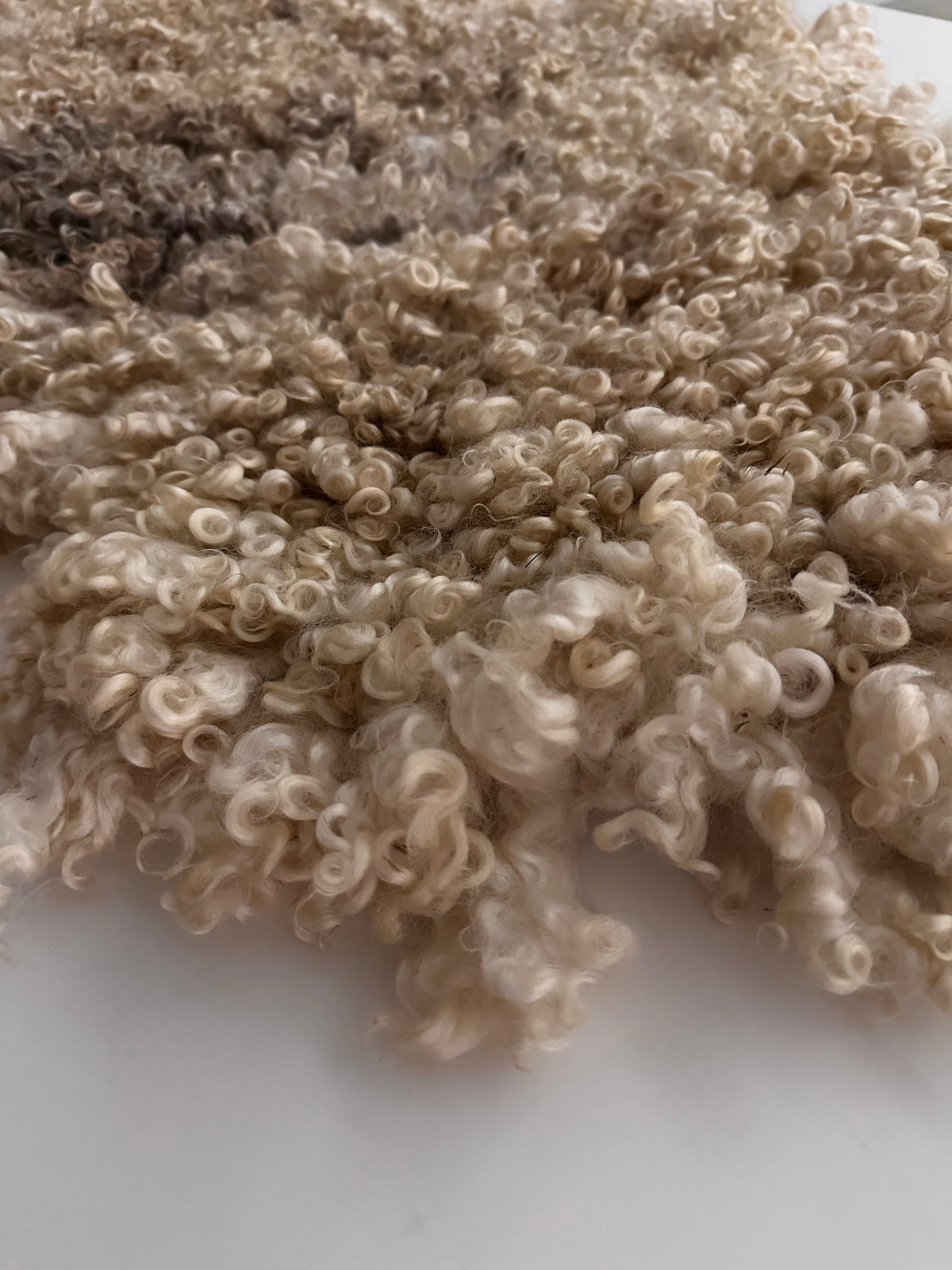Cotswold (Cream, curly/dense-XL)
