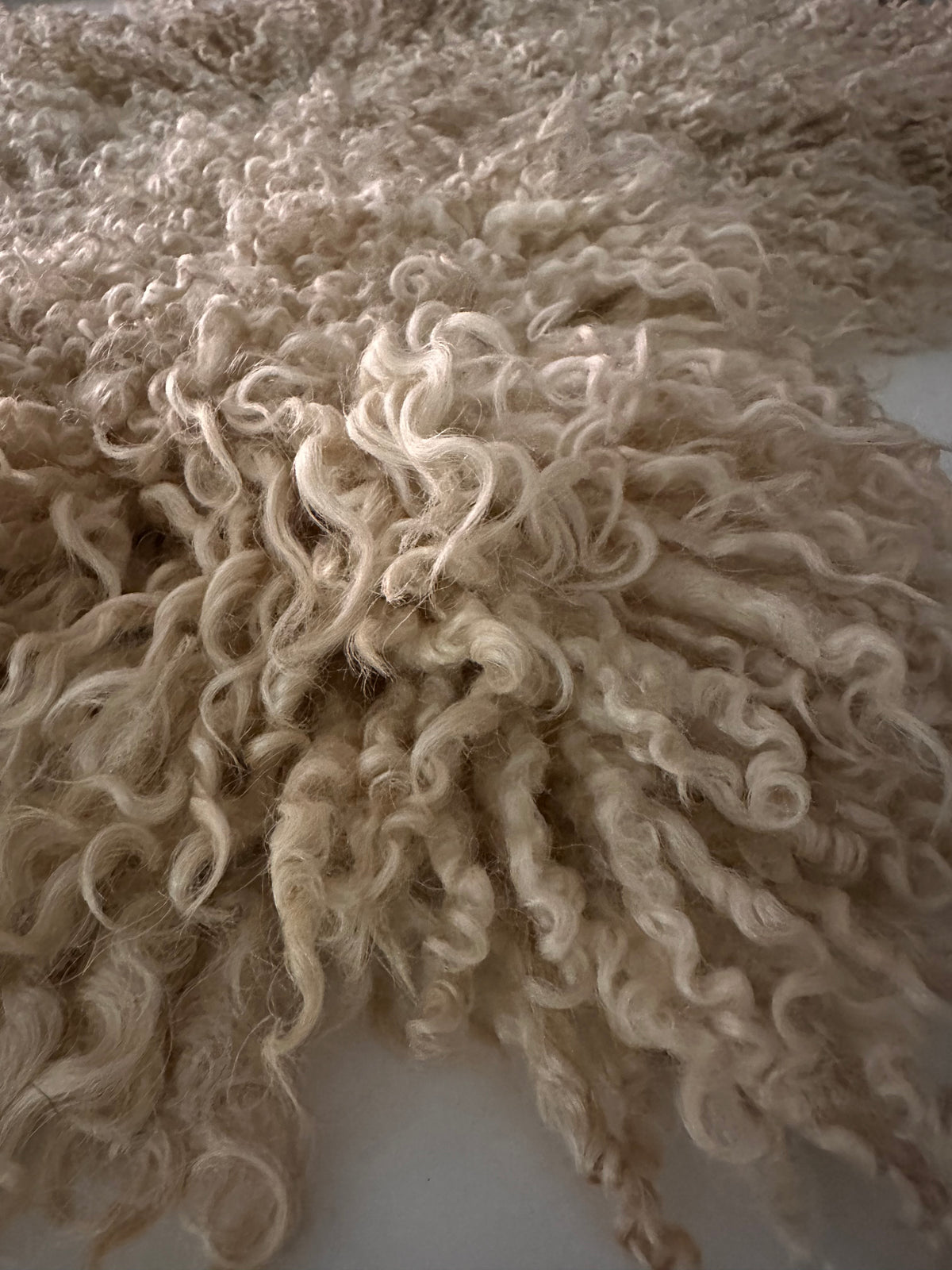 Teeswater (White Ringlets- L)
