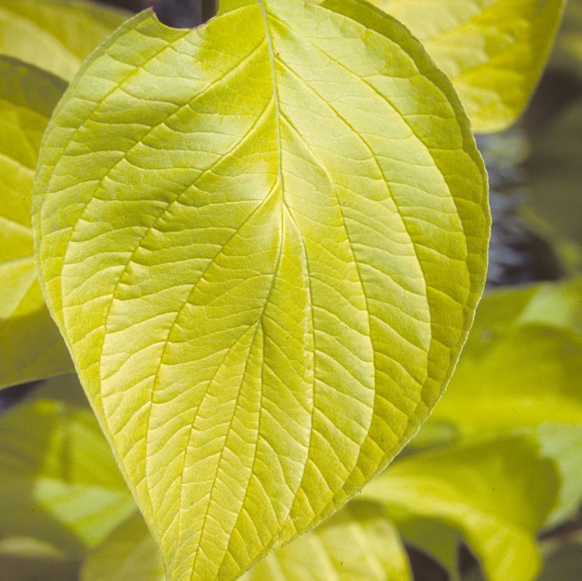 Cornus Alba &#39;Prairie Fire&#39;