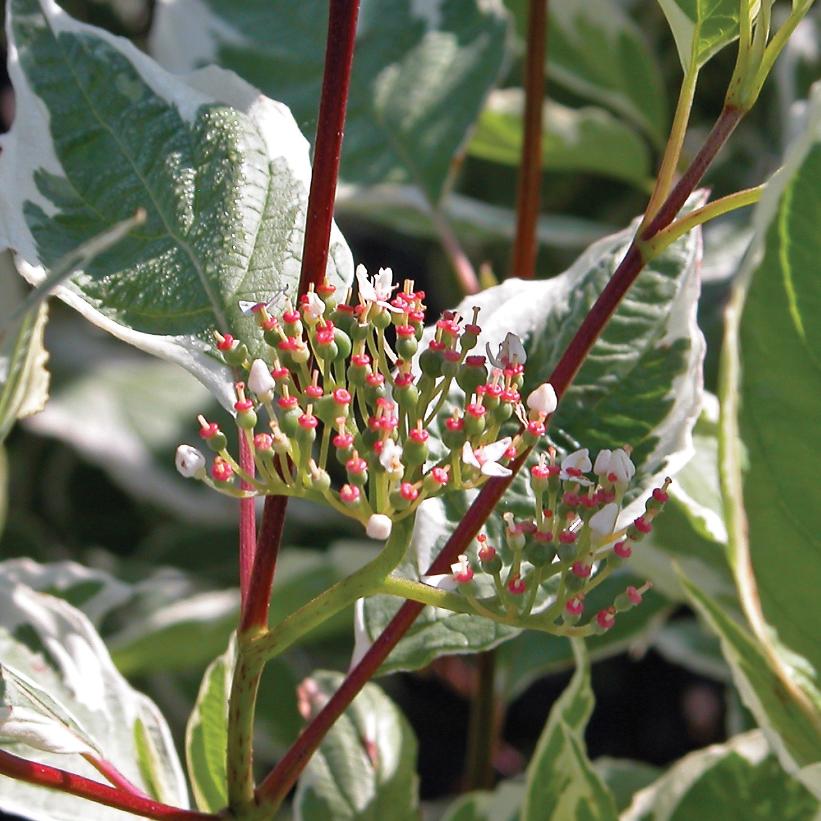 Cornouiller blanc &#39;Elegantissima&#39;