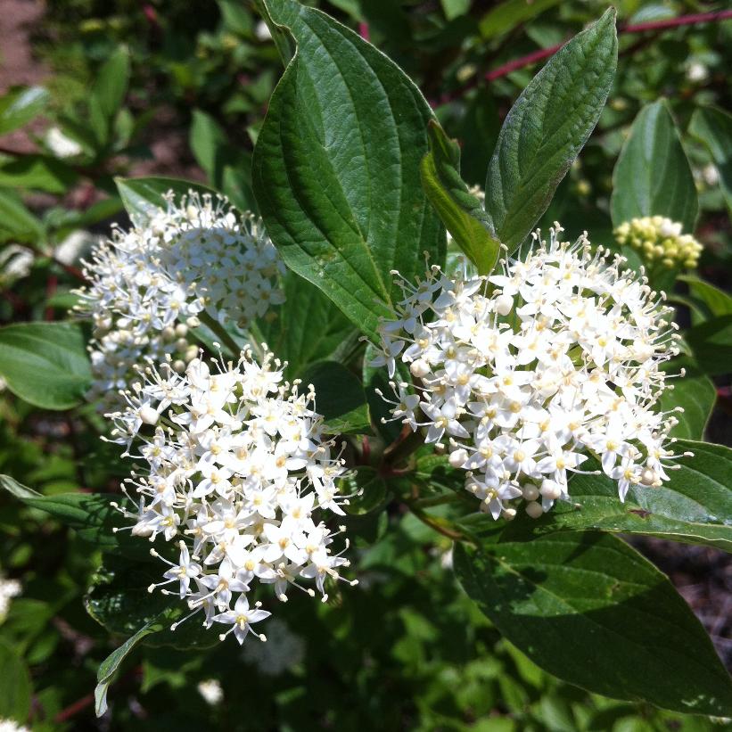 Cornouiller blanc &#39;Sibirica&#39;