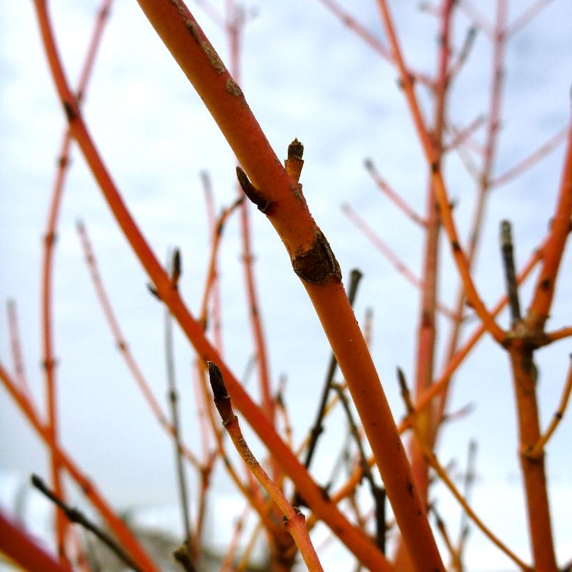 Cornus Sanguinea &#39;Beauté hivernale&#39;