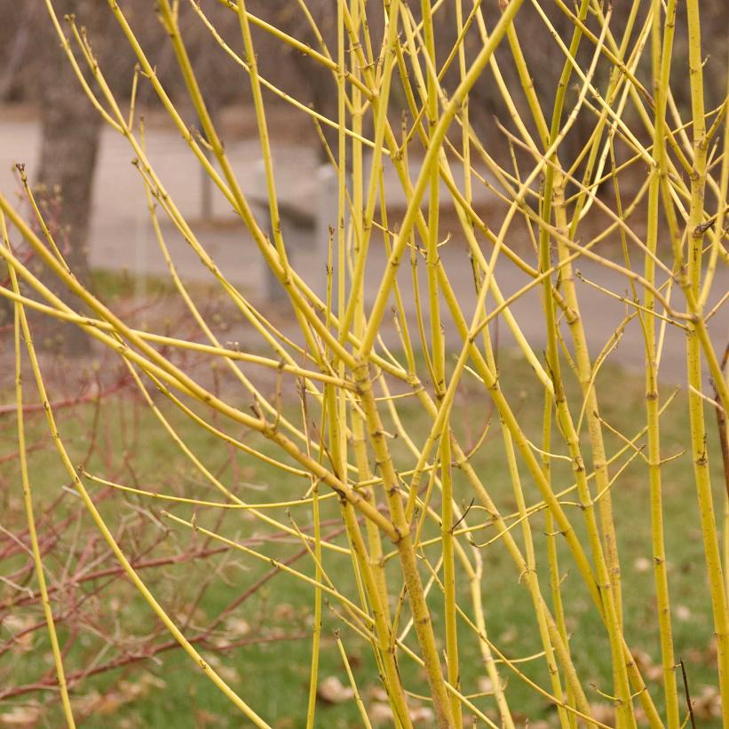 Cornus sericea &#39;Flaviramea&#39;