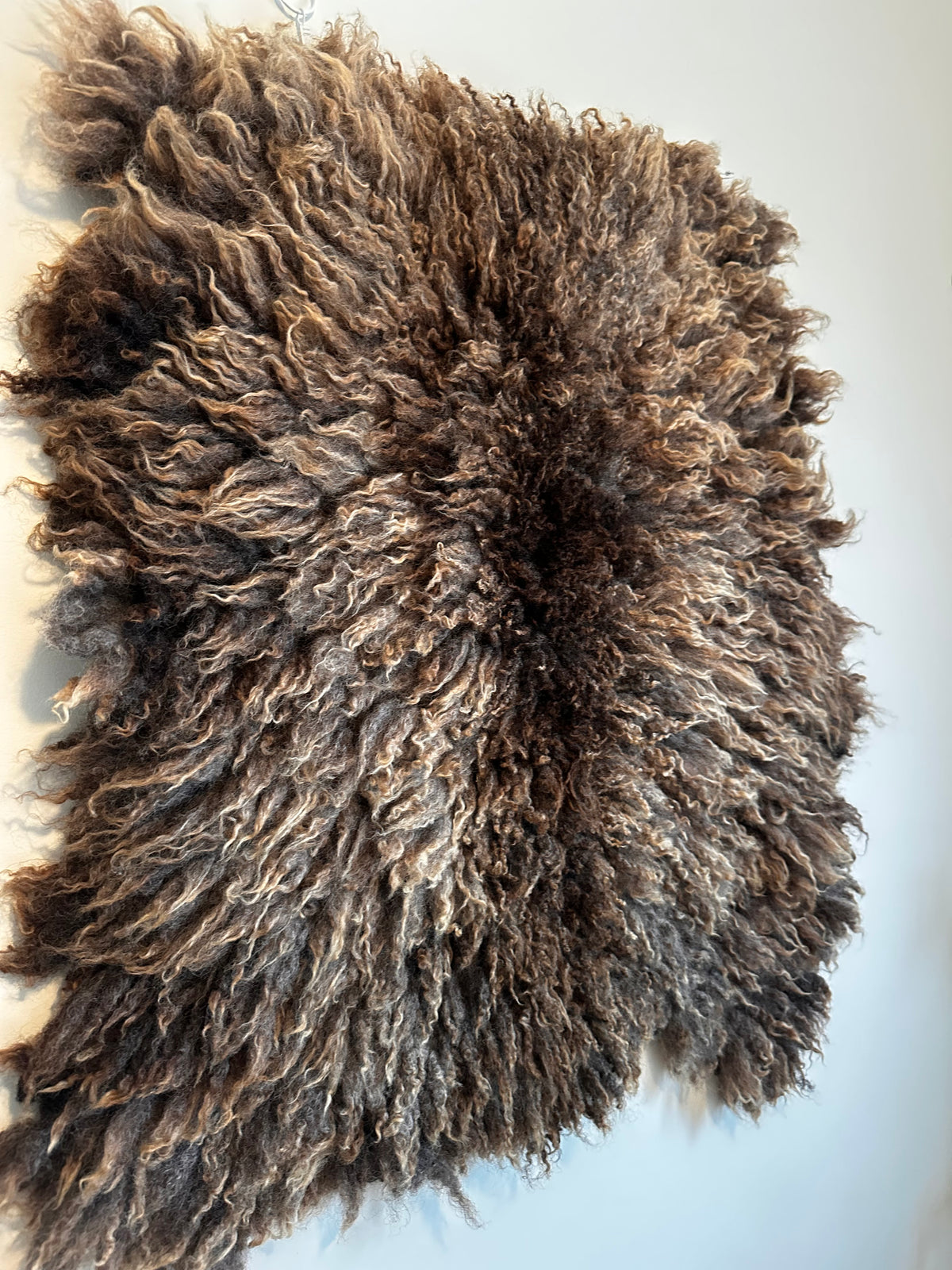 Shetland mix (Brown-M)