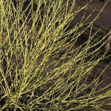 Cornus sericea 'Bud's Yellow' 