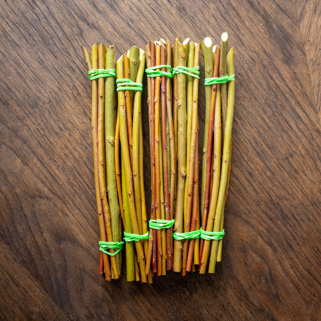 Edna verte (Salix Purpurea) - Boutures dormantes