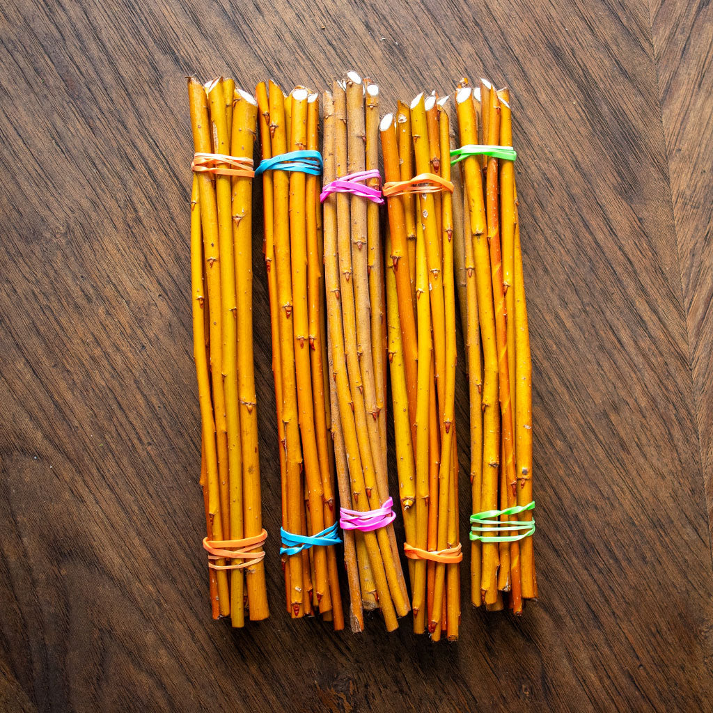 Boutures dormantes du Salix Fragilis (Hutchinson Yellow)