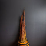 X Americana (Salix Purpurea) - Tiges/perches de saule dormantes